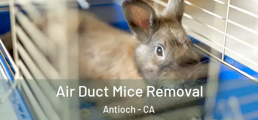 Air Duct Mice Removal Antioch - CA